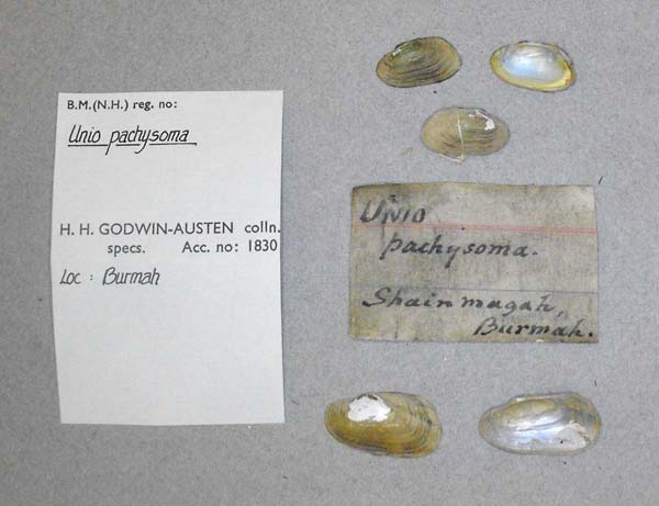 image of lot BMNH_MP_D197