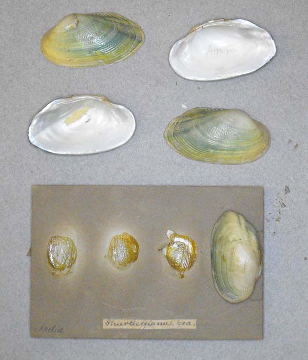 image of lot BMNH_MP_D200