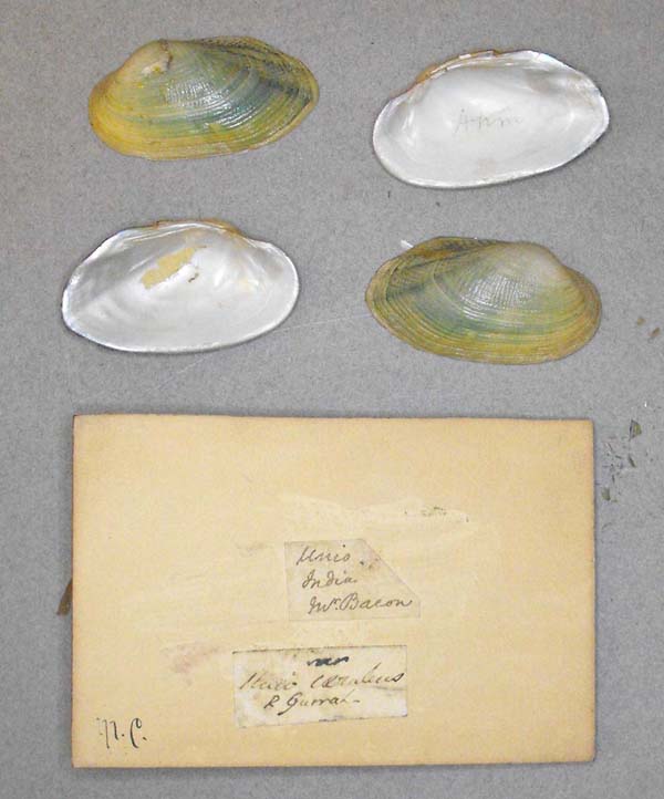 image of lot BMNH_MP_D200