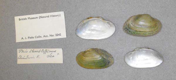 image of lot BMNH_MP_D201