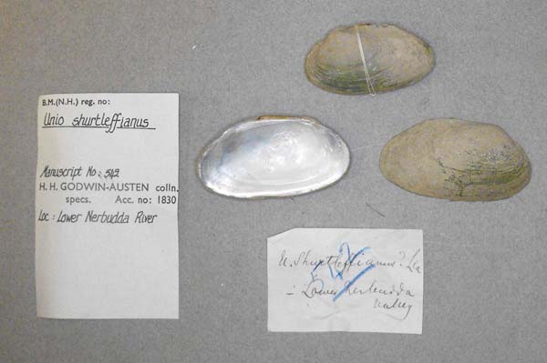 image of lot BMNH_MP_D202