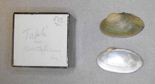 image of lot BMNH_MP_D206