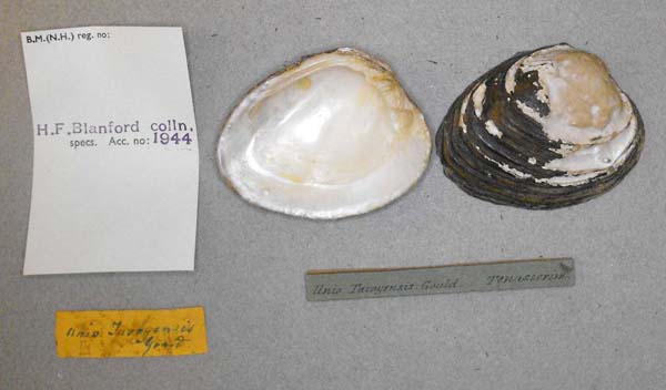 image of lot BMNH_MP_D207