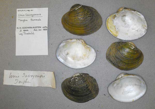 image of lot BMNH_MP_D208