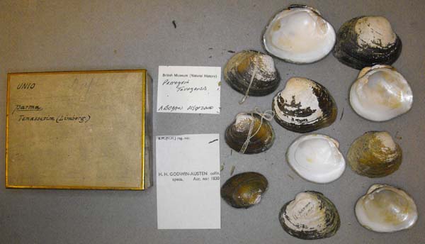 image of lot BMNH_MP_D209