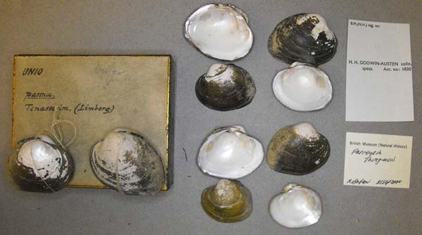 image of lot BMNH_MP_D212