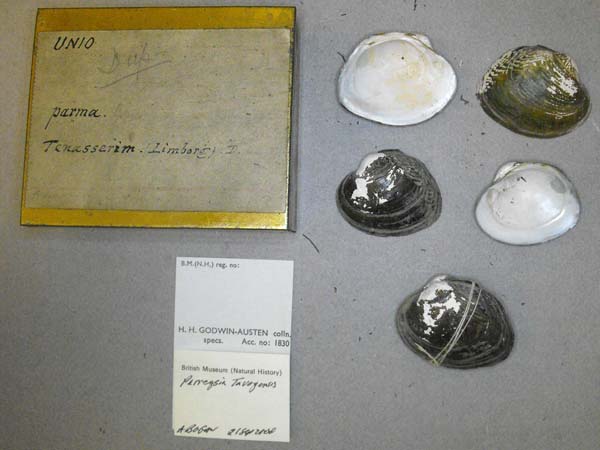 image of lot BMNH_MP_D213