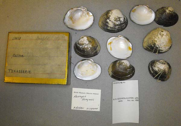 image of lot BMNH_MP_D216