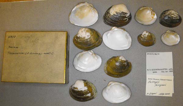 image of lot BMNH_MP_D217