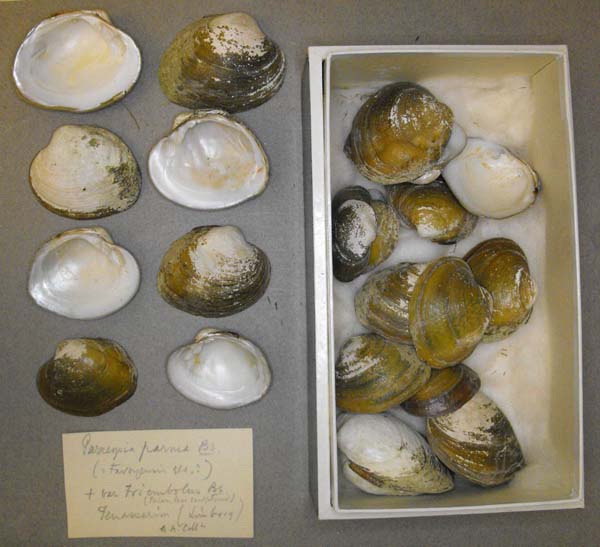 image of lot BMNH_MP_D225