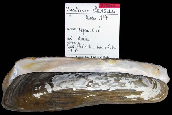 specimen