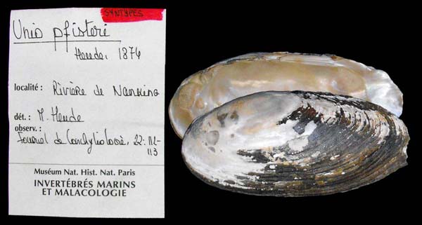 specimen