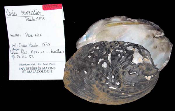 Decorative image of a representative of Lamprotula caveata