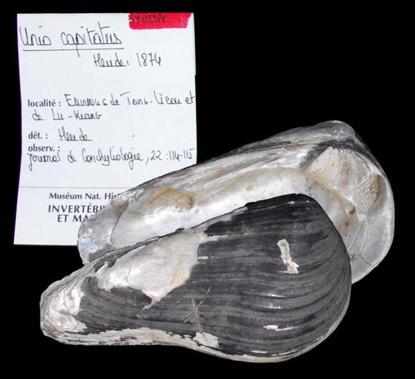 specimen