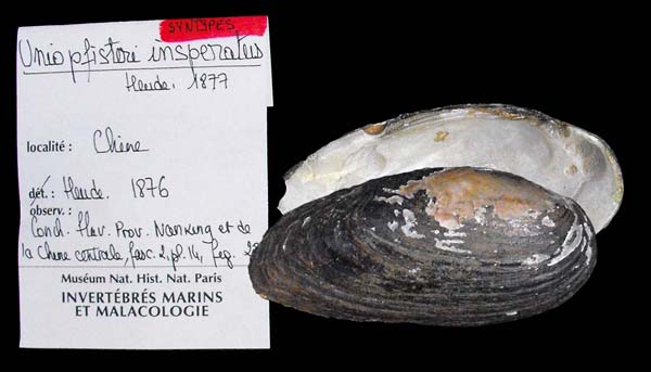 specimen