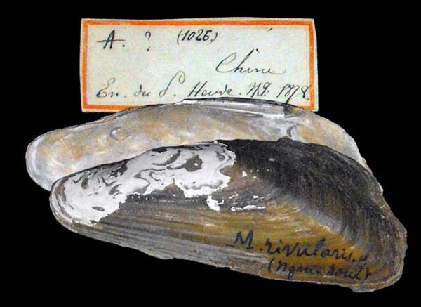 image of lot MNHN_MP_3438