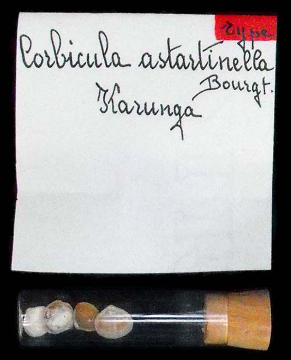 image of lot MNHN_MP_3506