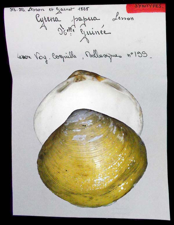 image of lot MNHN_MP_3518