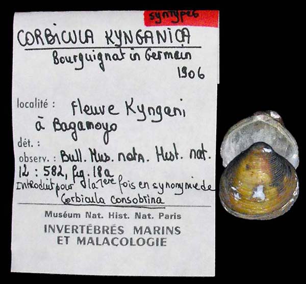 specimen