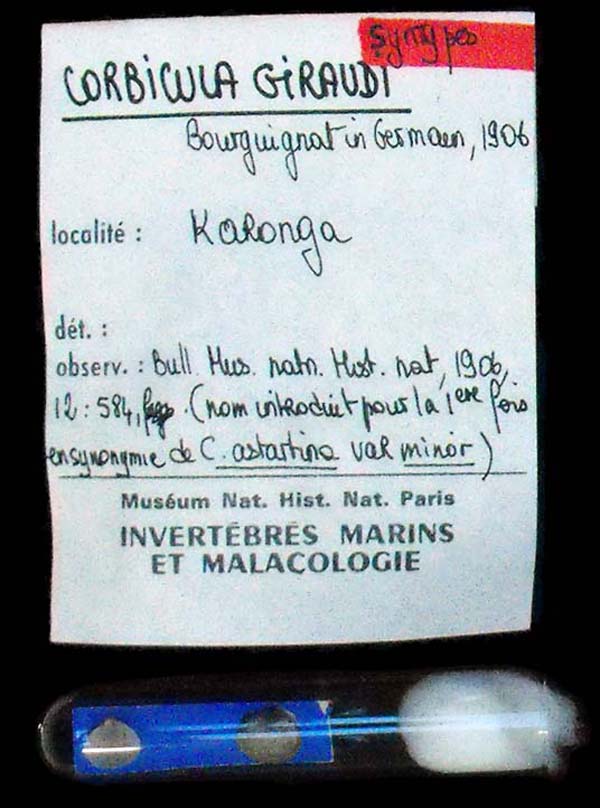 image of lot MNHN_MP_3530