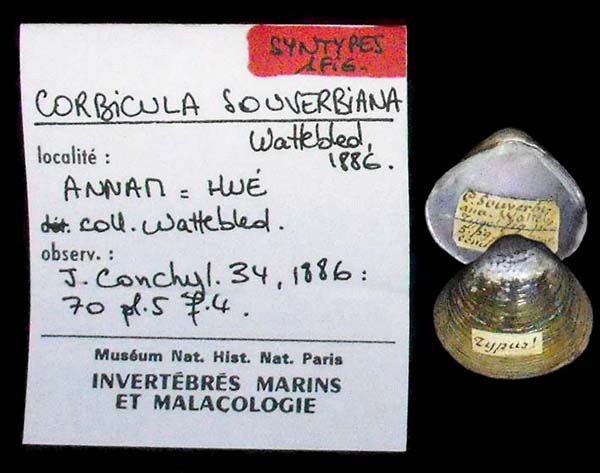 image of lot MNHN_MP_3532