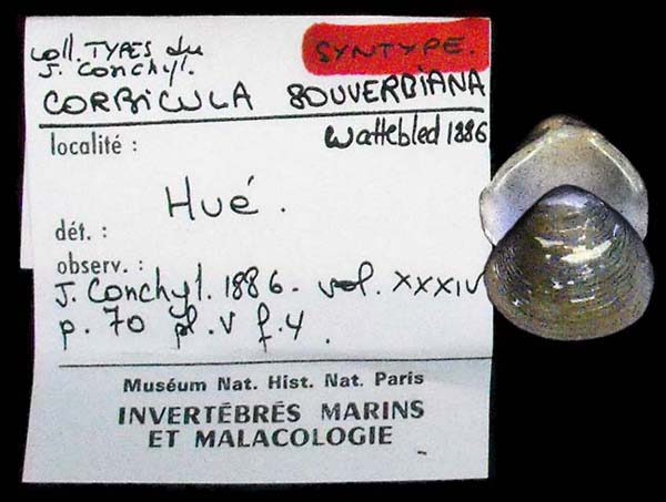 image of lot MNHN_MP_3535