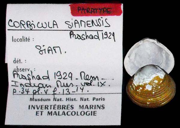 image of lot MNHN_MP_3538