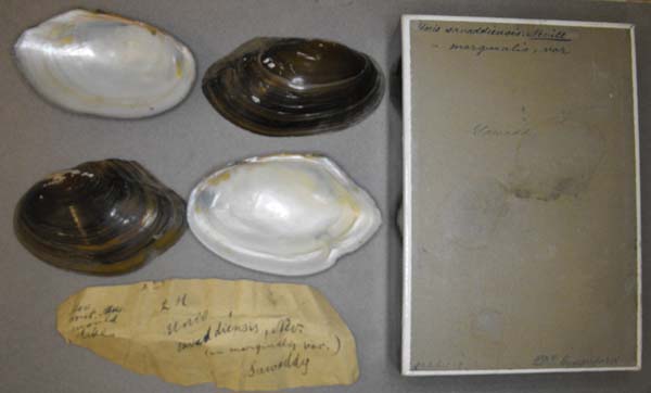 image of lot BMNH_01-3-6-1-2