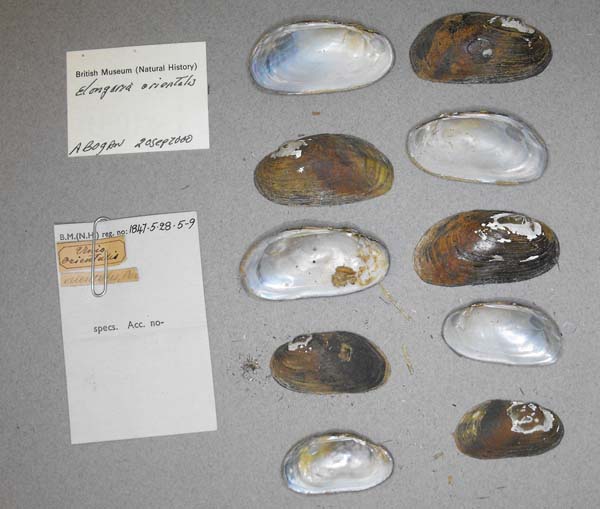 image of lot BMNH_1847-5-28-5-9