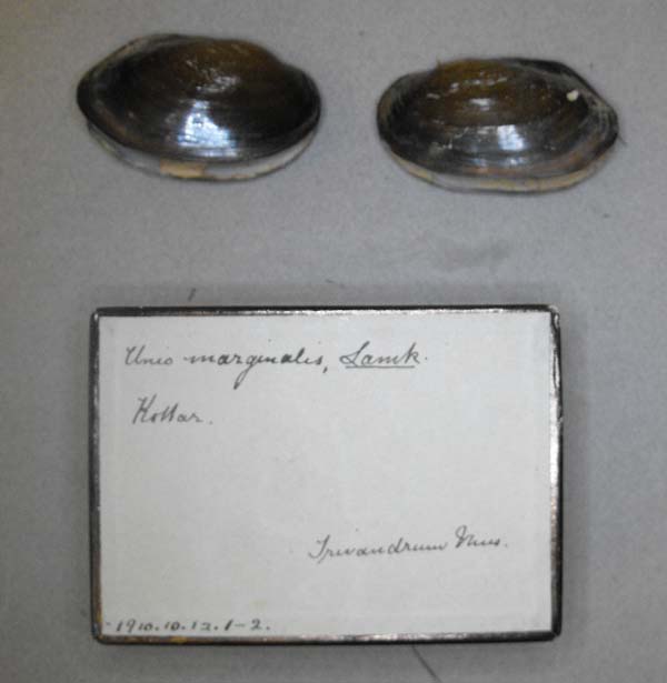 image of lot BMNH_1910-10-12-1-2