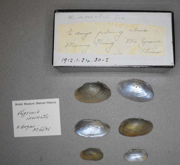 image of lot BMNH_1912-1-24-30-32