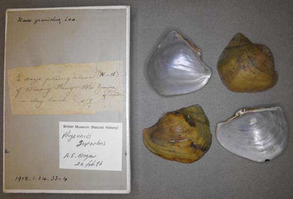 image of lot BMNH_1912-1-24-33-34