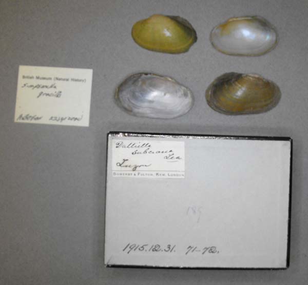 image of lot BMNH_1915-12-31-71-72