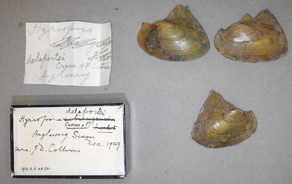 image of lot BMNH_1931-6-5-48-50