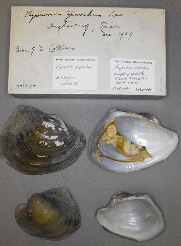 image of lot BMNH_1932-6-17-18