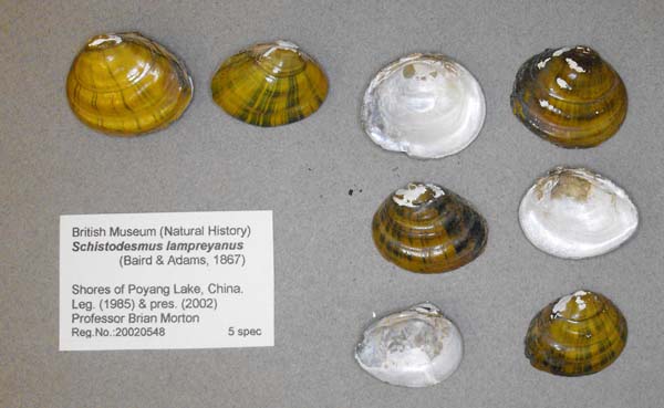 image of lot BMNH_20020548