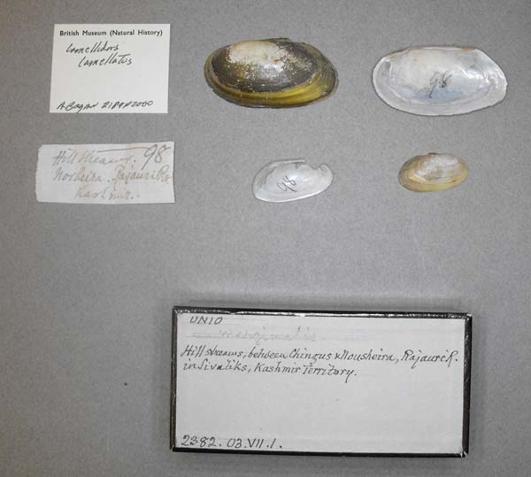 image of lot BMNH_2382-03-7-1