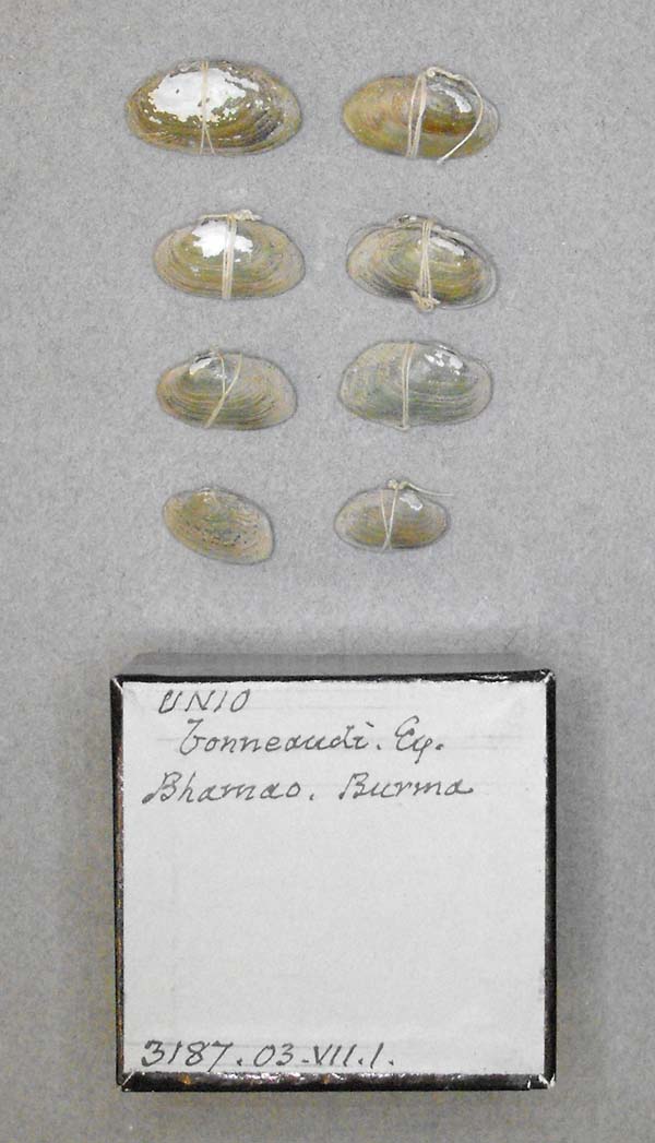 image of lot BMNH_3187-03-7-1