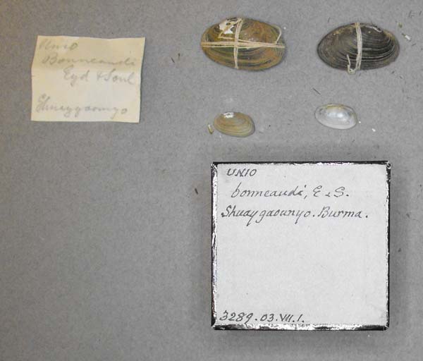 image of lot BMNH_3289-03-7-1