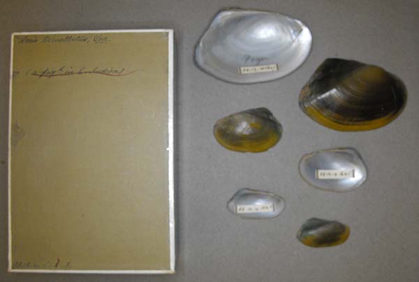 image of lot BMNH_33-12-4-XXX