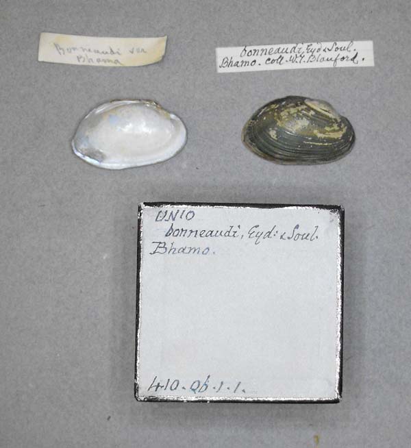 image of lot BMNH_410-06-1-1