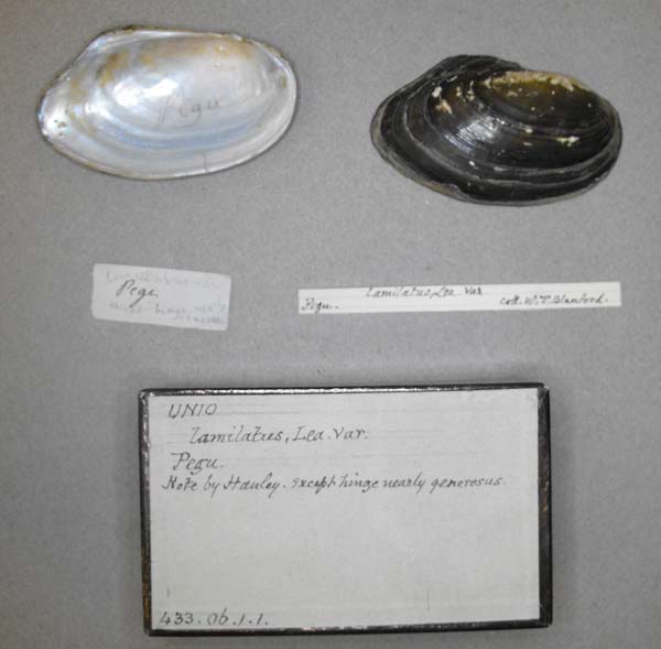 image of lot BMNH_433-06-1-1