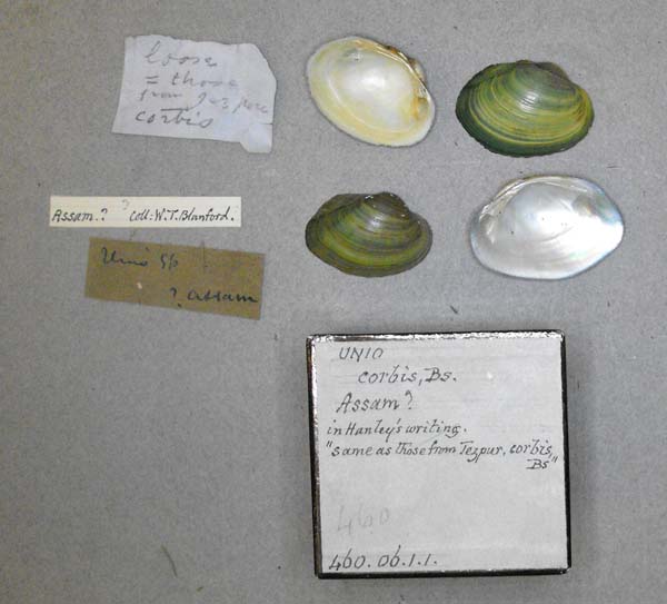 image of lot BMNH_460-06-1-1