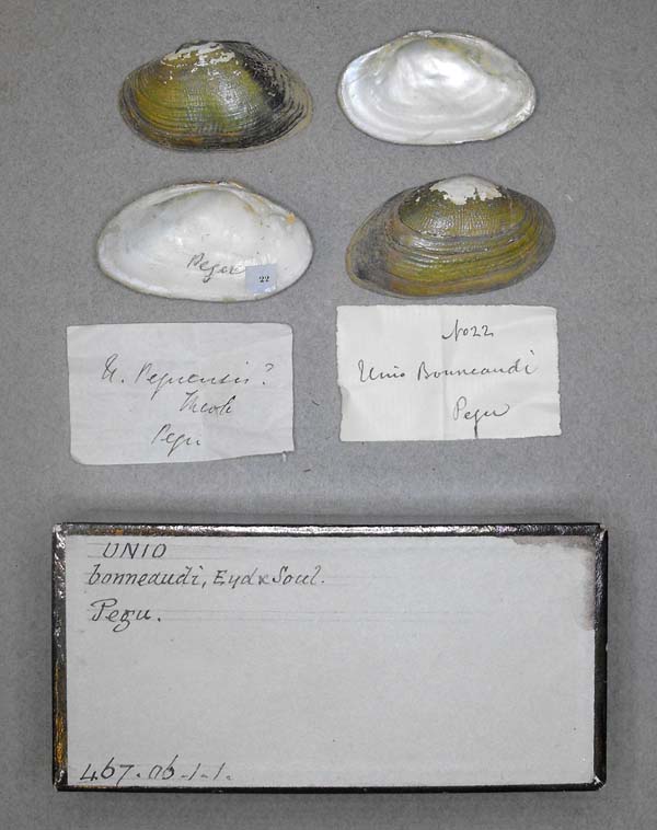 image of lot BMNH_467-06-1-1