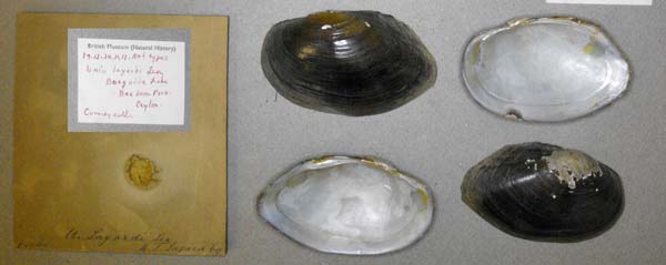 image of lot BMNH_49-12-29-11-12