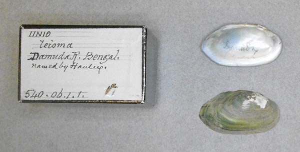 image of lot BMNH_540-06-1-1