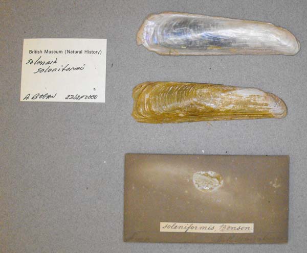 image of lot BMNH_60-9-10-4