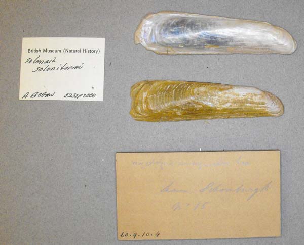 image of lot BMNH_60-9-10-4