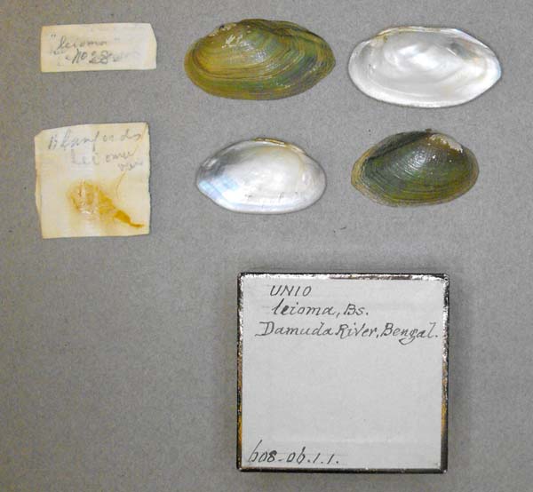 image of lot BMNH_608-06-1-1