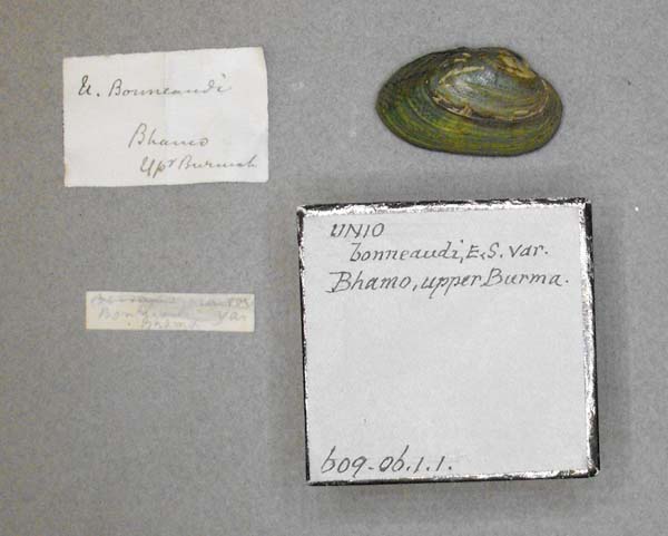 image of lot BMNH_609-06-1-1